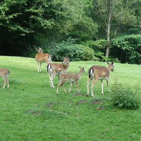 宾馆 Rold Storkro 4*